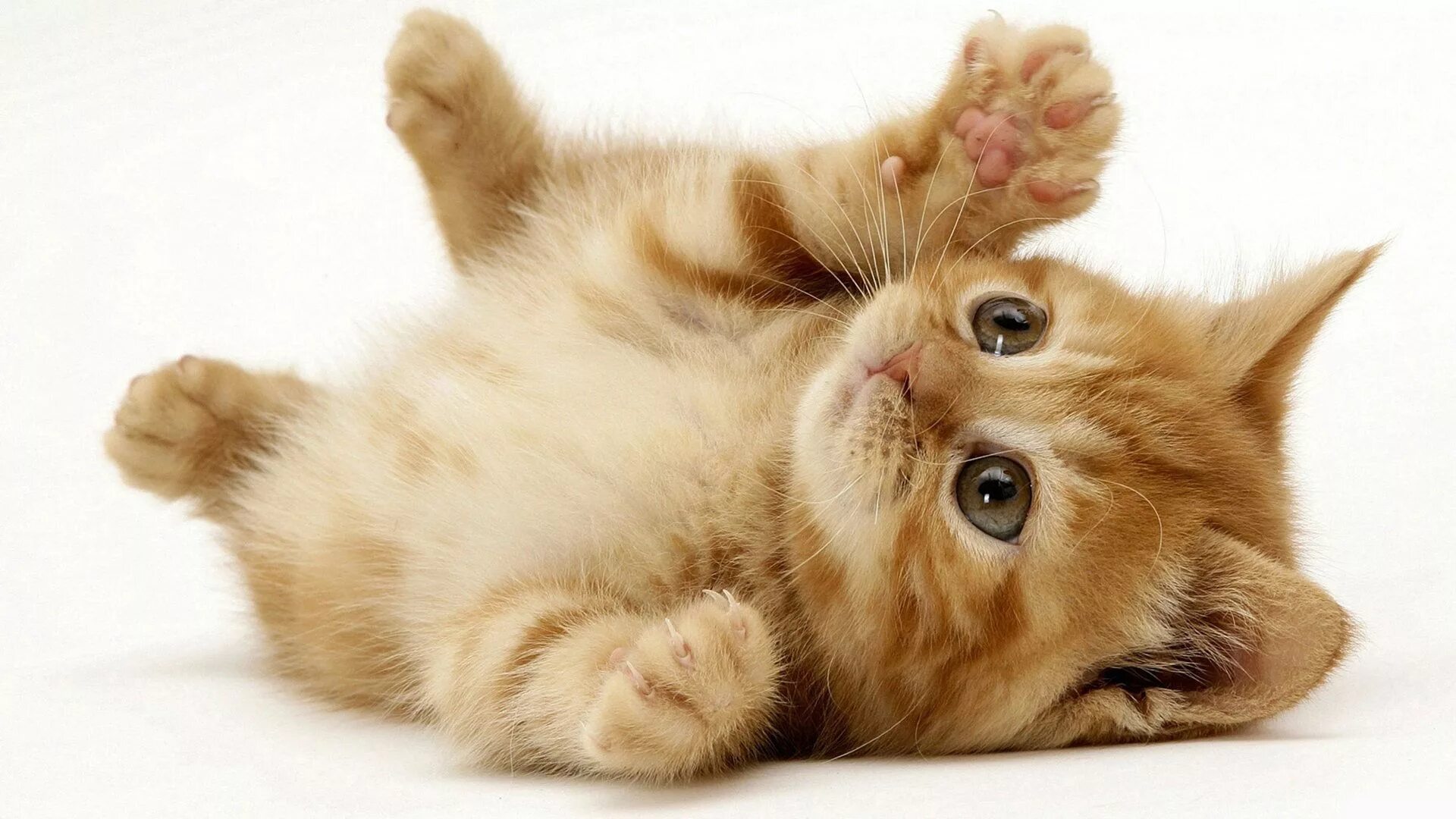 Картинки животных кошки stockbrochures.com Kittens cutest, Cute cat wallpaper, Cute animals