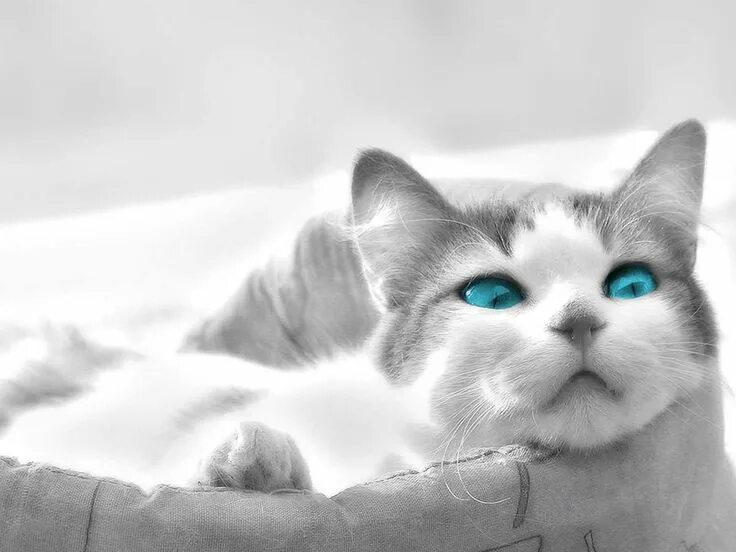 Картинки животных кошки White kitty ❤ Cat with blue eyes, Cats and kittens, Cats