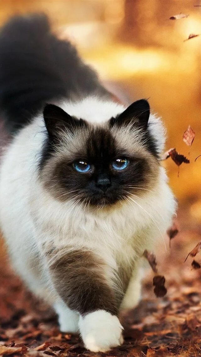 Картинки животных кошки 20 iPhone Siamese Cat Wallpaper Cute cats, Cute cats and dogs, Cute baby animals