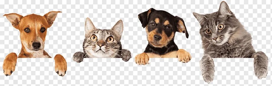 Картинки животных кошки Dog–cat relationship Dog–cat relationship Veterinarian Pet, Cat, mammal, animals