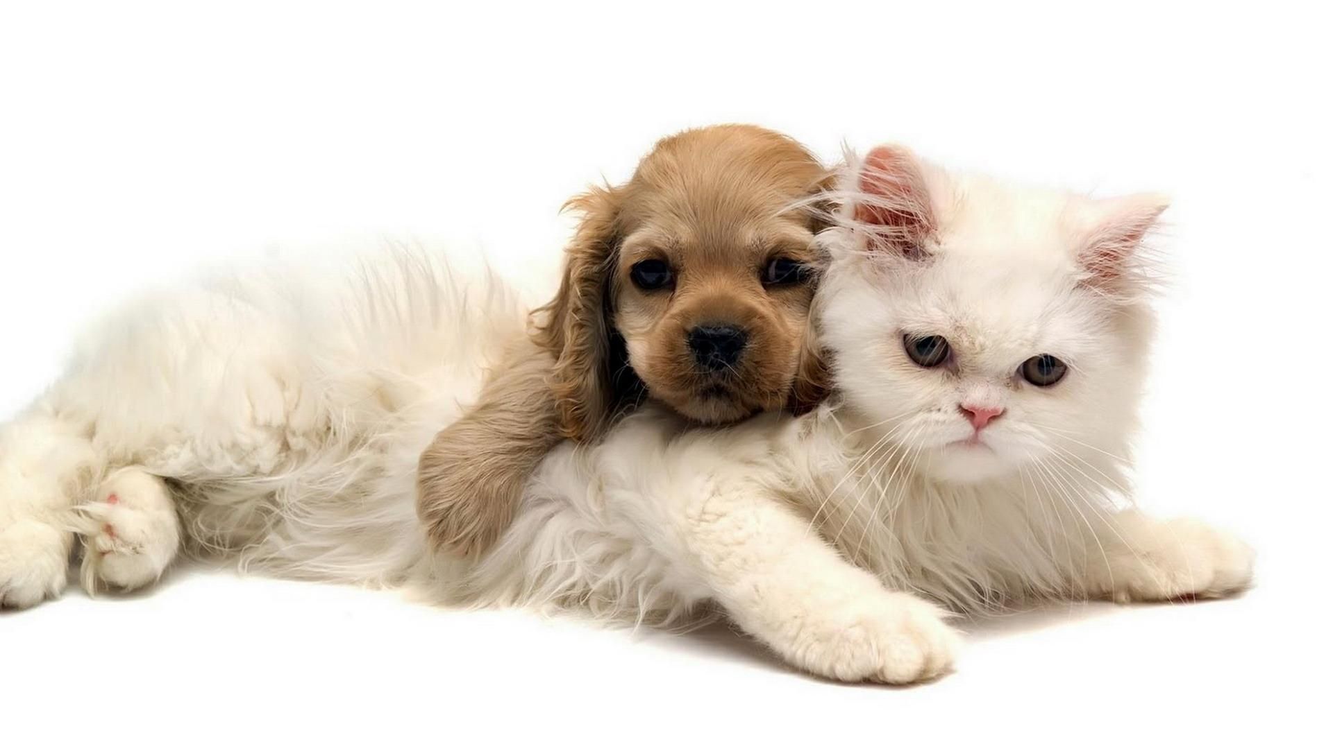 Картинки животных кошки cool dog and cat wallpaper Check more at http://www.finewallpapers.eu/pin/3797/ 