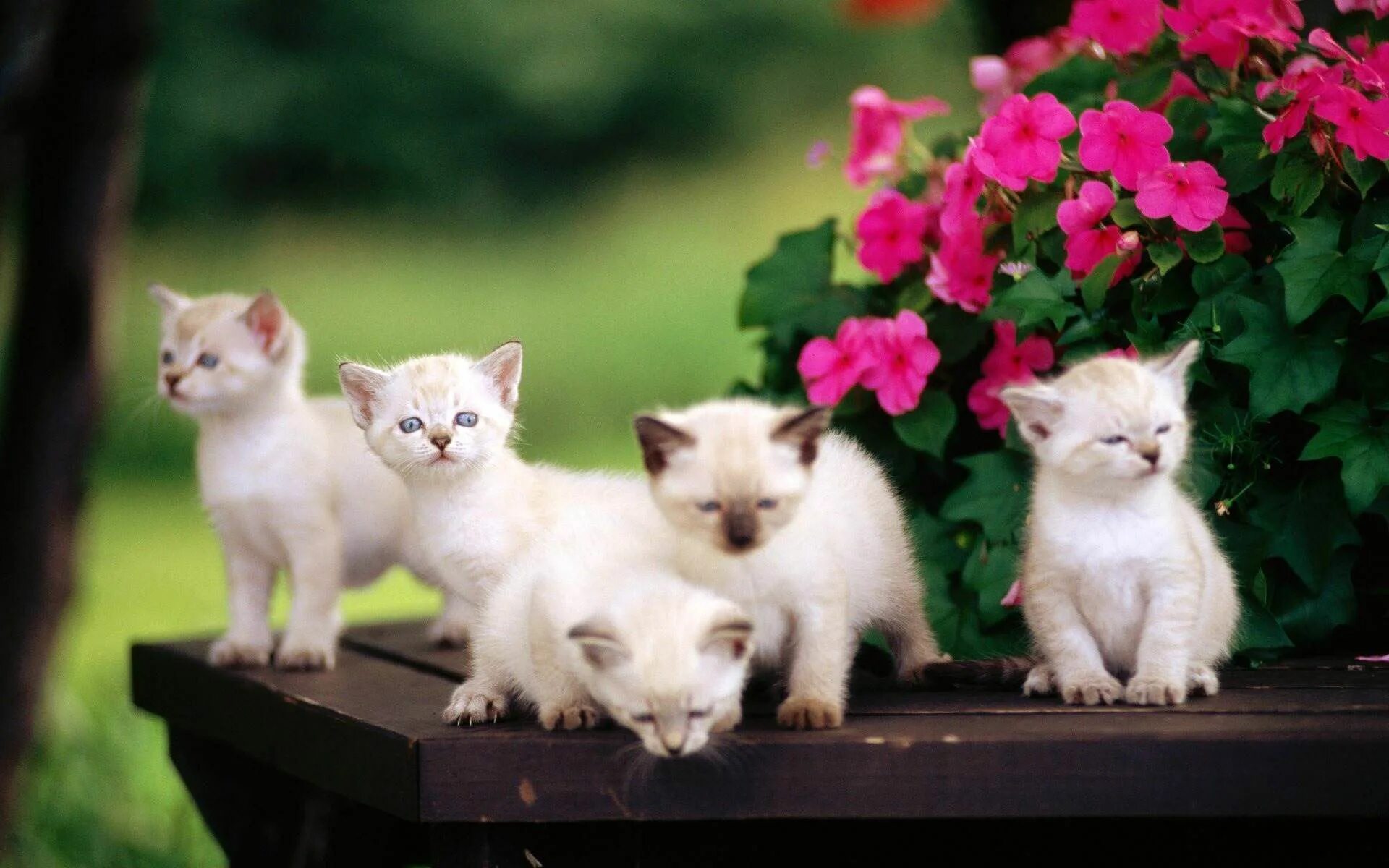 Картинки животных кошки Five White Kittens ANIMAL Katzenbabys, Katzen, Tiere