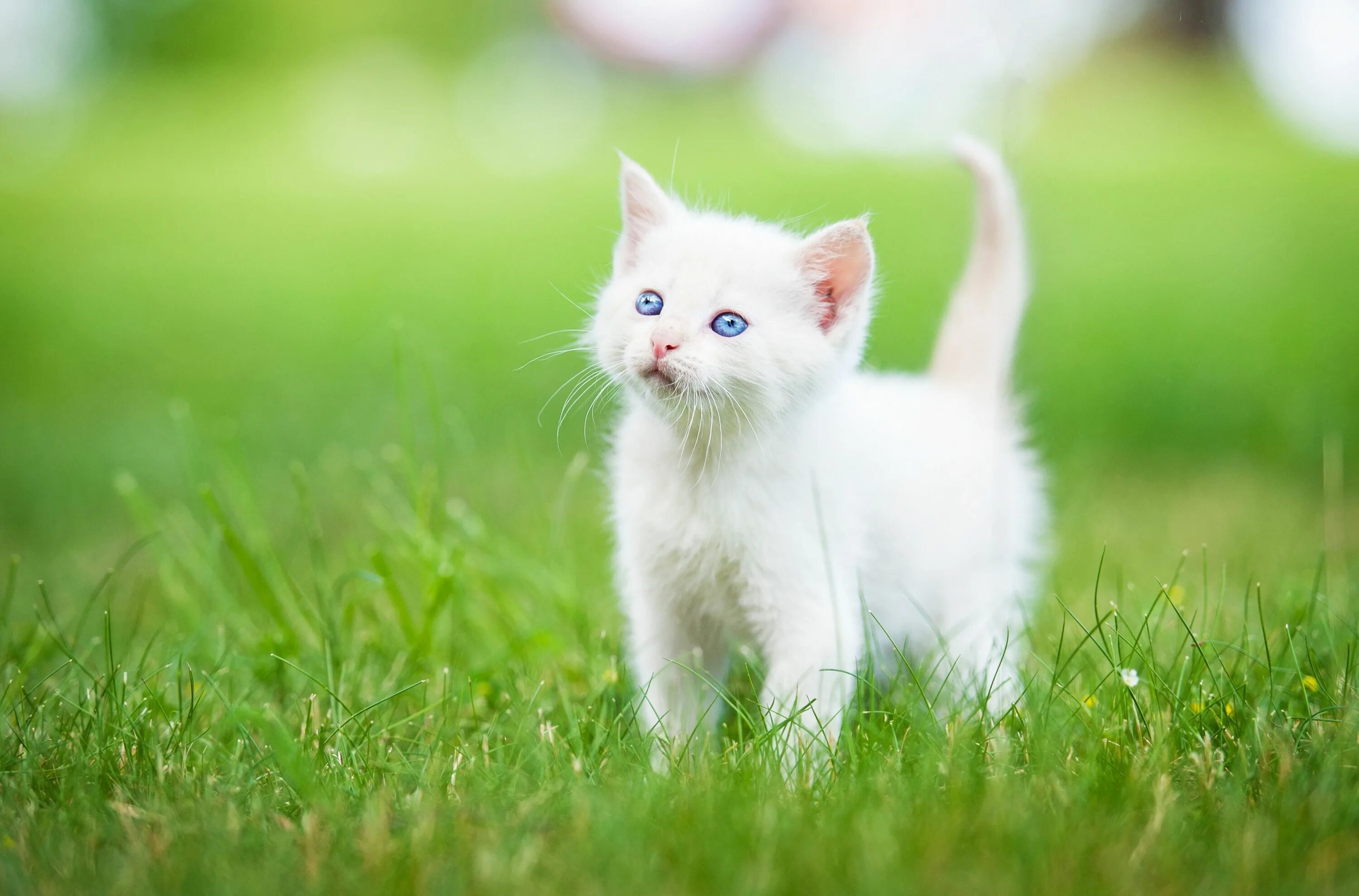 Картинки животных кошки 3840x2532 kitten 4k wallpaper pictures free Funny cat wallpaper, Cute cat wallpa