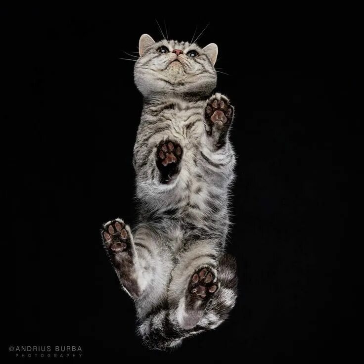 Картинки животных кошки A Photographer Took Pics Of Cats From Underneath To Show Us A Side Of Them Rarel