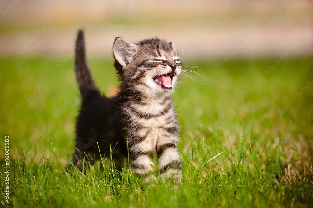 Картинки животных кошки tabby kitten meowing portrait Фотографія Stock Adobe Stock