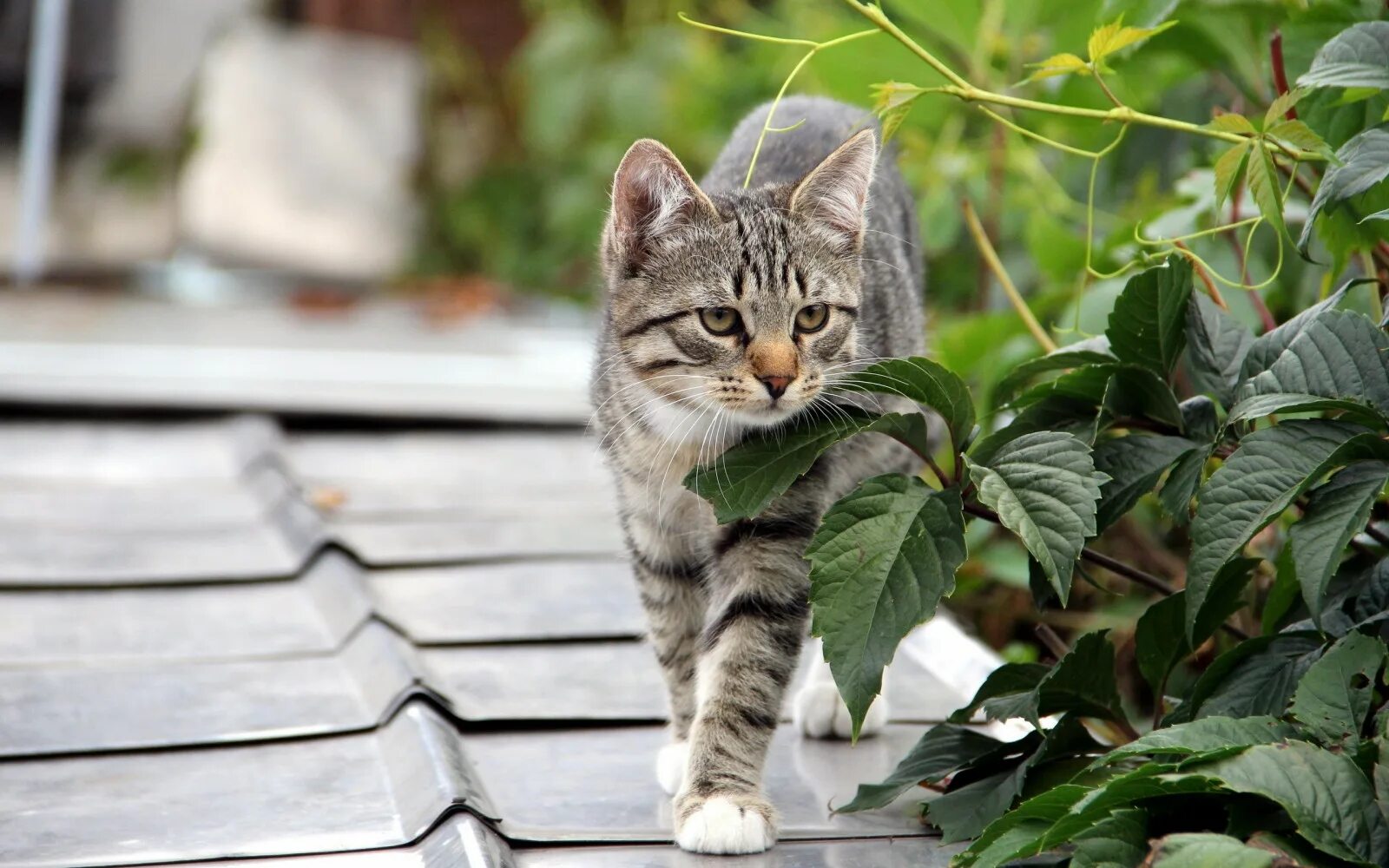 Картинки животных кошки Wallpaper : leaves, wings, whiskers, wild cat, tree, kitten, fauna, vertebrate, 