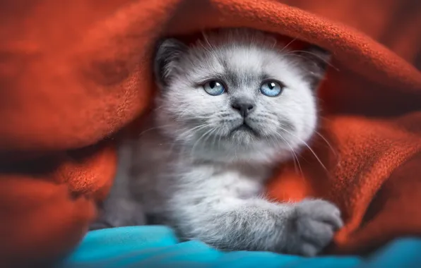 Картинки животных котики Обои кошка, взгляд, котенок, серый, красное, портрет, покрывало, постель на теле