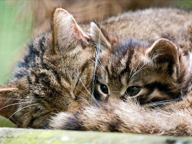 Картинки животных котики Диких шотландских кошек собираются клонировать Wild cats, Cute animals, Cats