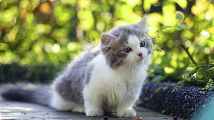 Картинки животных котики Cat, Kitten, cute animals, 4K (horizontal) Kittens cutest, Pets cats, Grey kitte
