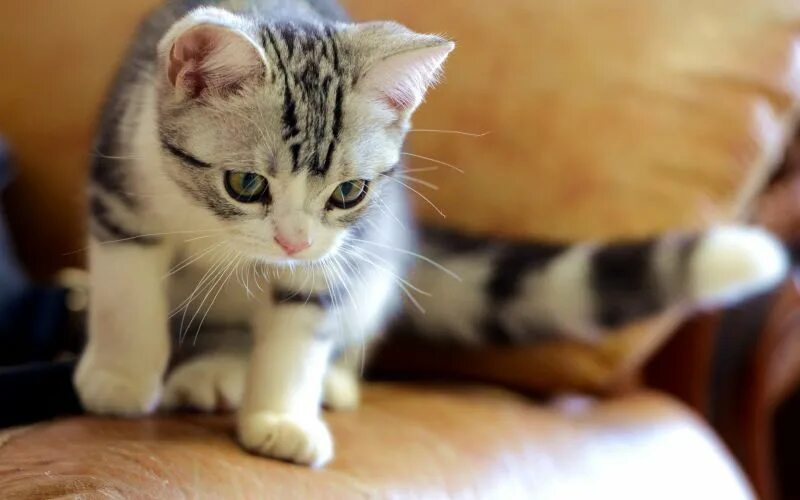 Картинки животных котики обои : Животные, Фотография, Бакенбарды, Котенок, Млекопитающее, Позвоночный, Ко