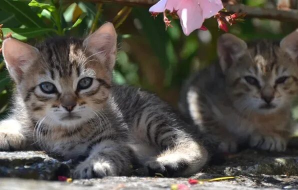 Картинки животных котики Обои цветы, природа, котята, Джованни ди Серафино на телефон и рабочий стол, раз