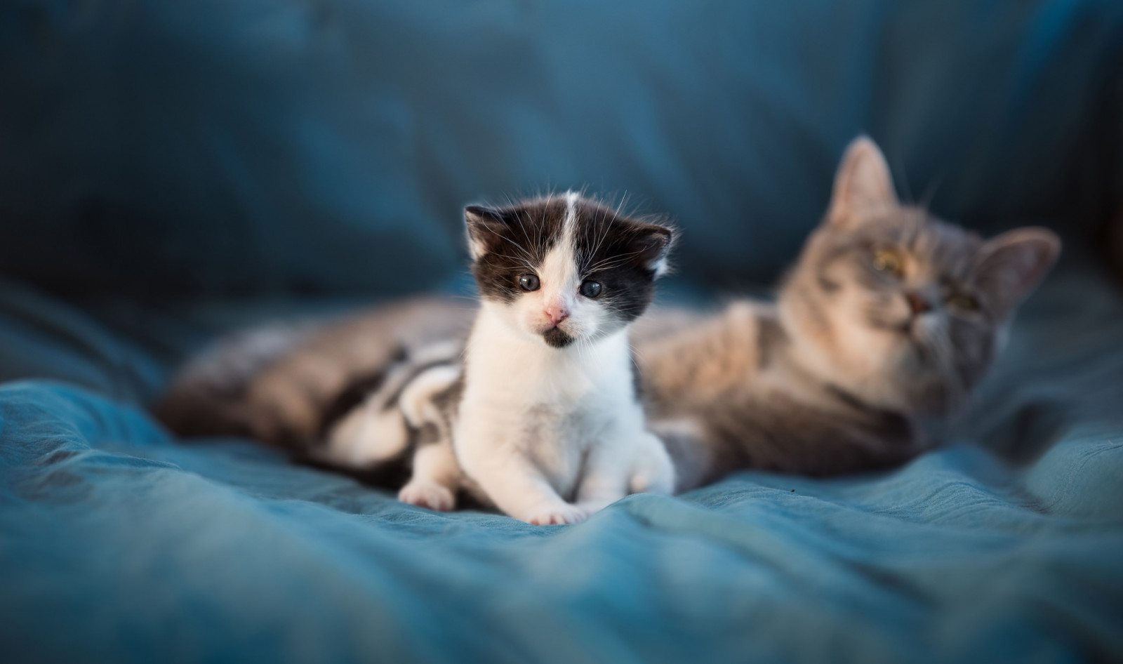 Картинки животных котики обои : Млекопитающие, Коты, Животные, Котята 2048x1211 - WallpaperManiac - 17790