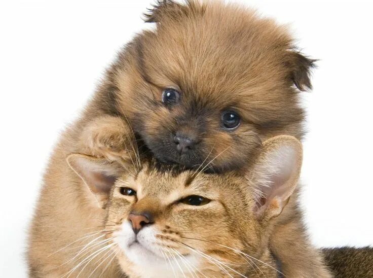 Картинки животных котики Кошечки собачки (59 фото) Cute cats and dogs, Cute puppies and kittens, Cute cat