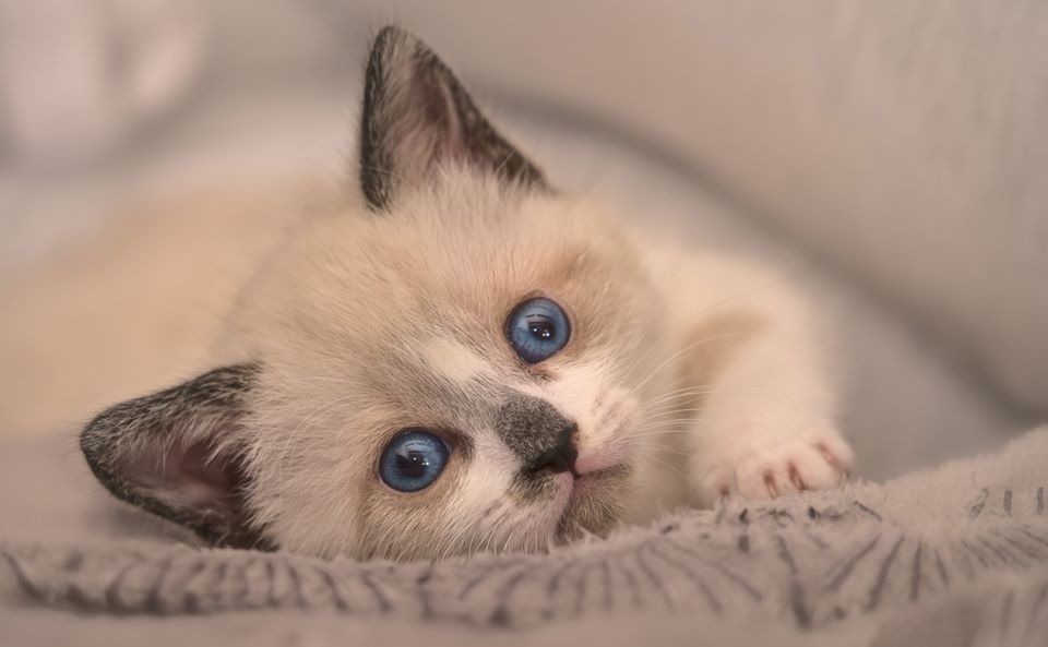 Картинки животных котики Pin on Cats & Kittens! ❤ ️❤ ️❤