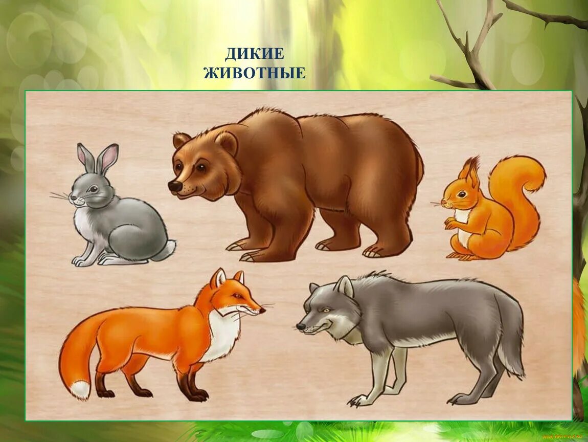 Картинки животных леса детский дикие