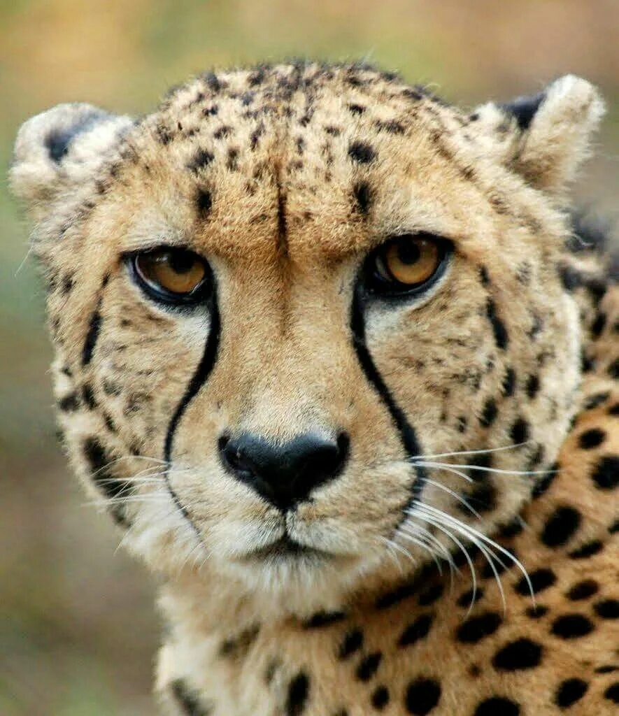 Картинки животных лиса Image result for cheetah face Wilde tiere, Gepard schminken, Geparden geburtstag