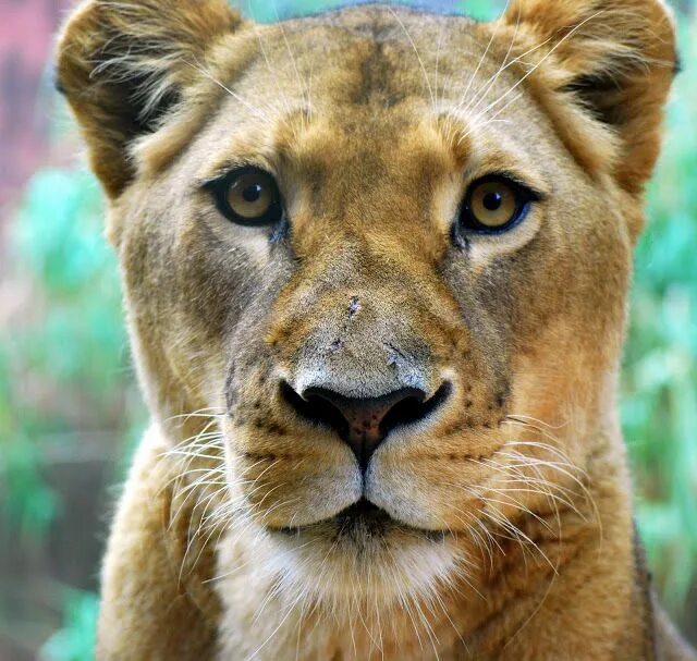 Картинки животных лиса Taronga Zoo, Mosman, NSW, Australia Endangered animals, Animals, Animals beautif