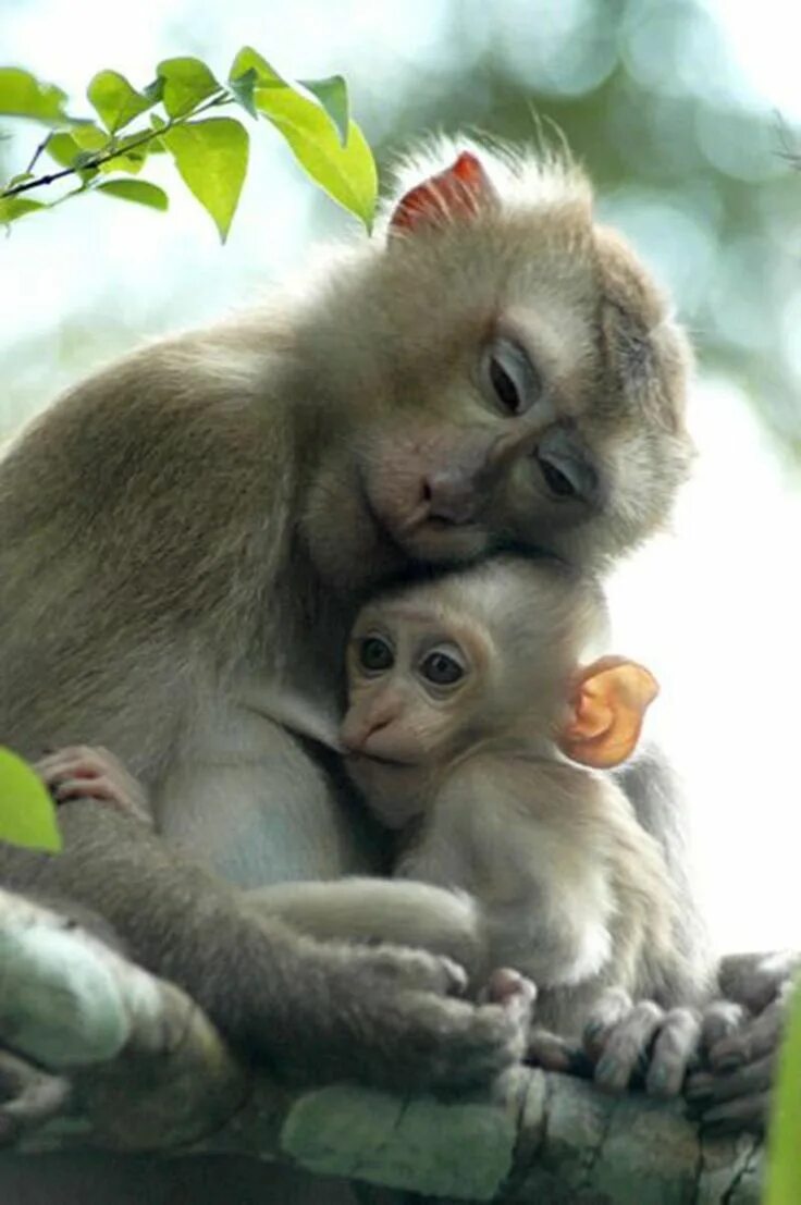 Картинки животных мама ребенок Pin on Monkeying Around/Going Ape Cute animals, Baby animals, Cute baby animals