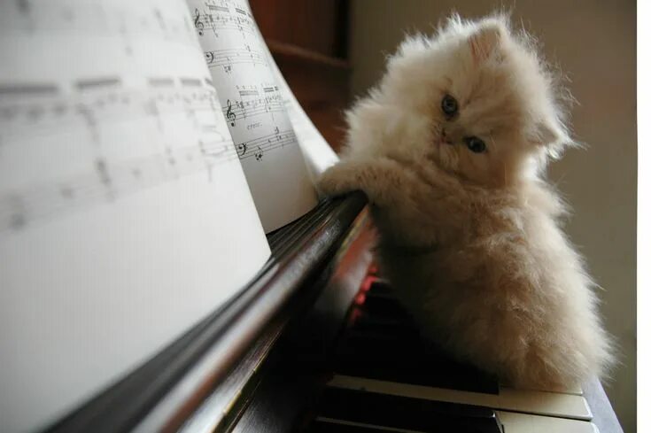 Картинки животных музыкальные This cat is just a cat, but it's amazing 1. how cute a cat on a piano is, 2. how