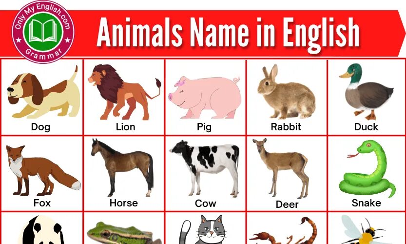 Картинки животных на английском 50+ Animals Name in English with Pictures