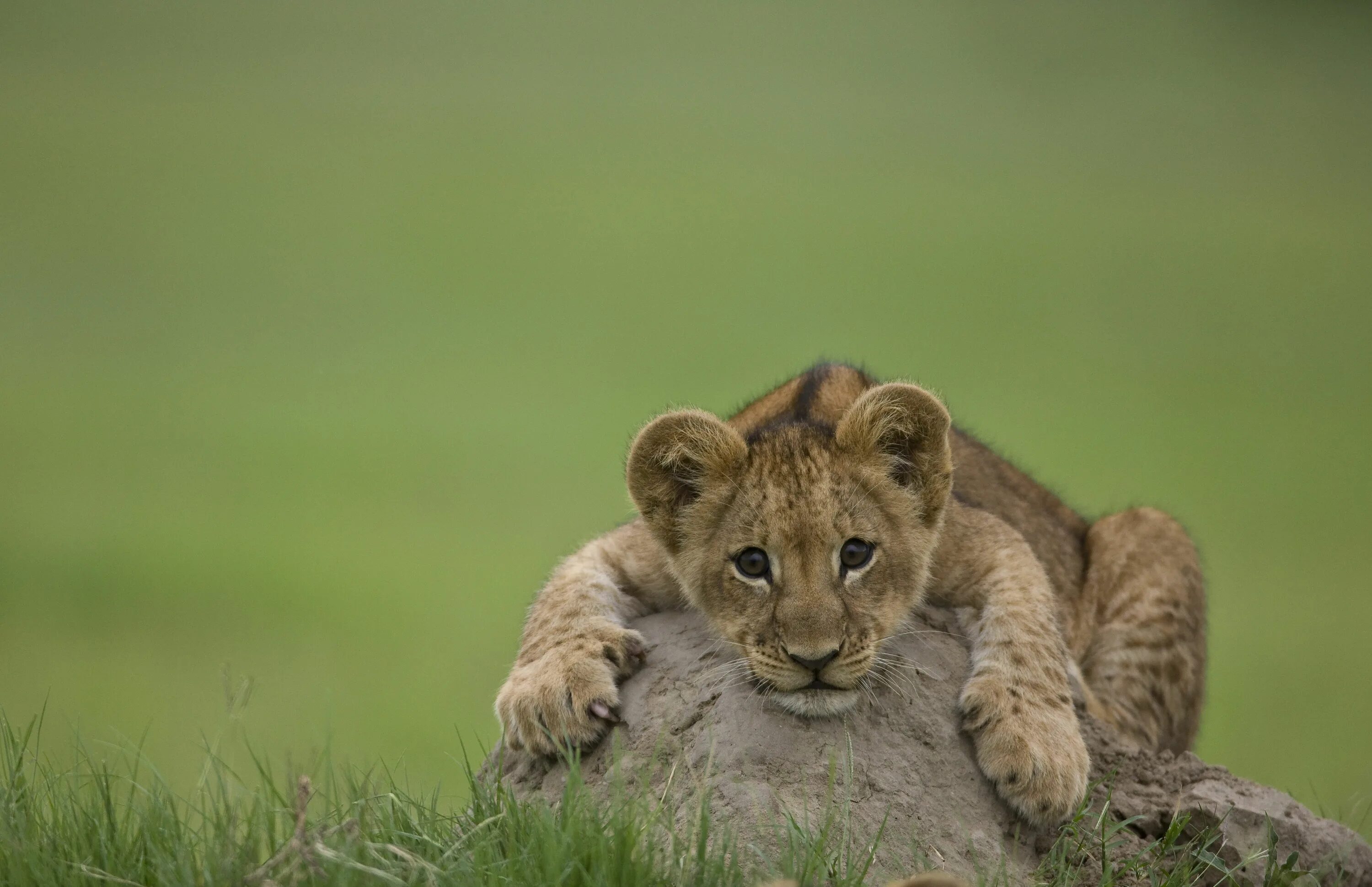 Картинки животных на фон The last lions Animals wild, Cute lion, Lion cub