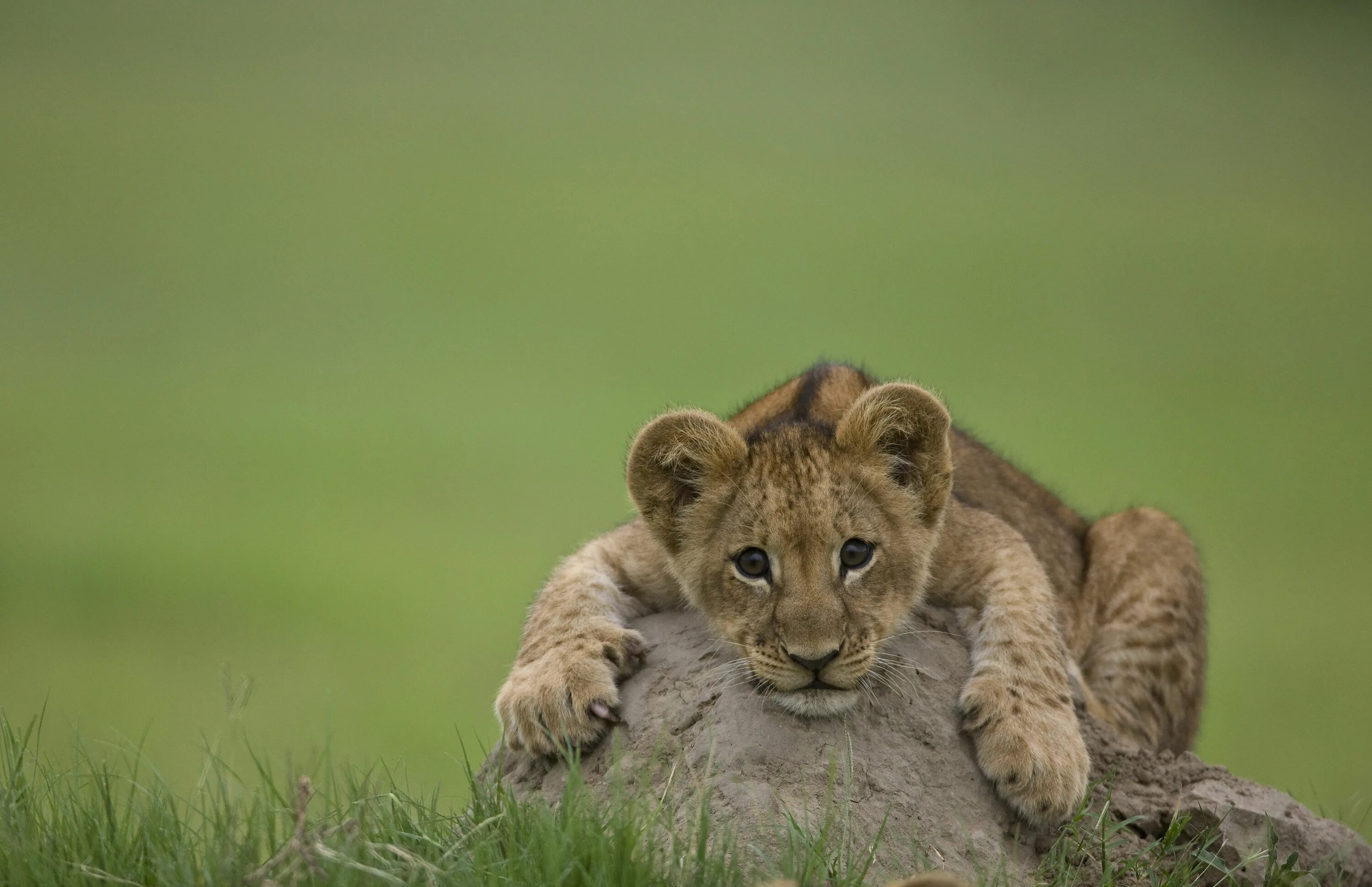 Картинки животных на компьютер The last lions Animals wild, Cute lion, Lion cub