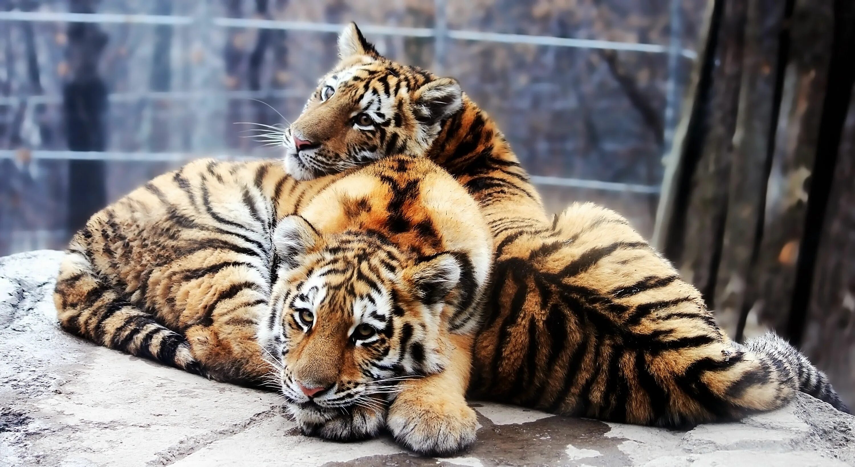 Картинки животных на компьютер Animal Tiger 4k Ultra HD Wallpaper Animals beautiful, Cuddly animals, Animals wi