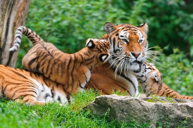 Картинки животных на компьютер Tigers Photo: Tiger Wild animal wallpaper, Big cats, Animals images