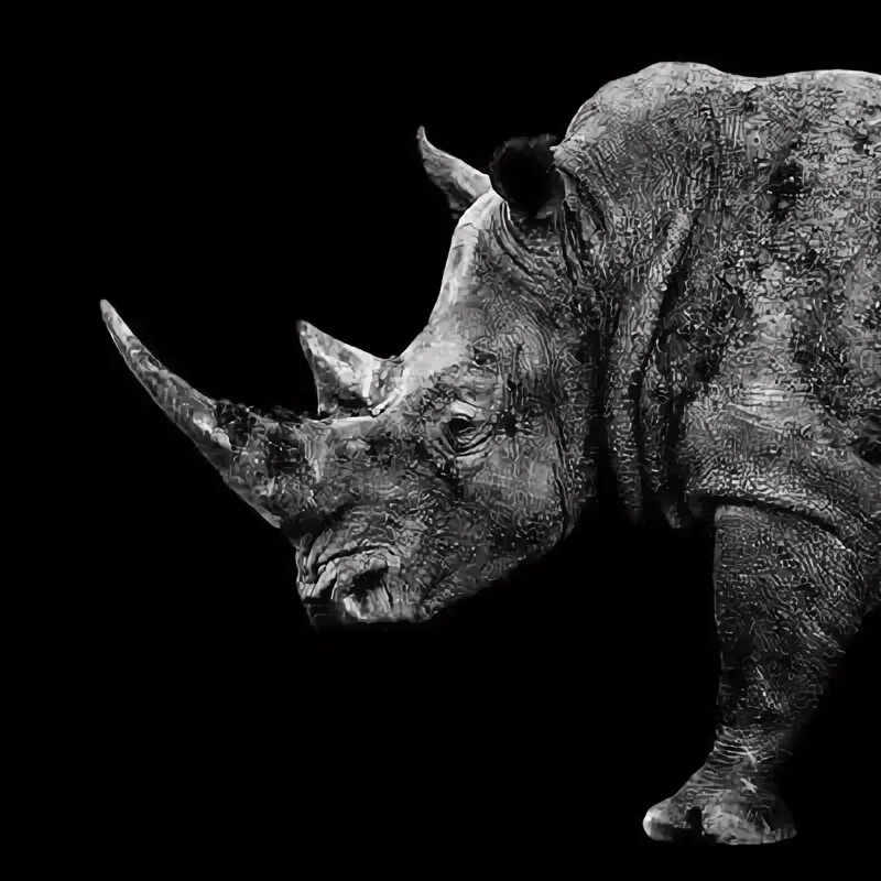 Картинки животных носорог Safari Profile Collection - Rhino Black Edition II' Photographic Print - Philipp