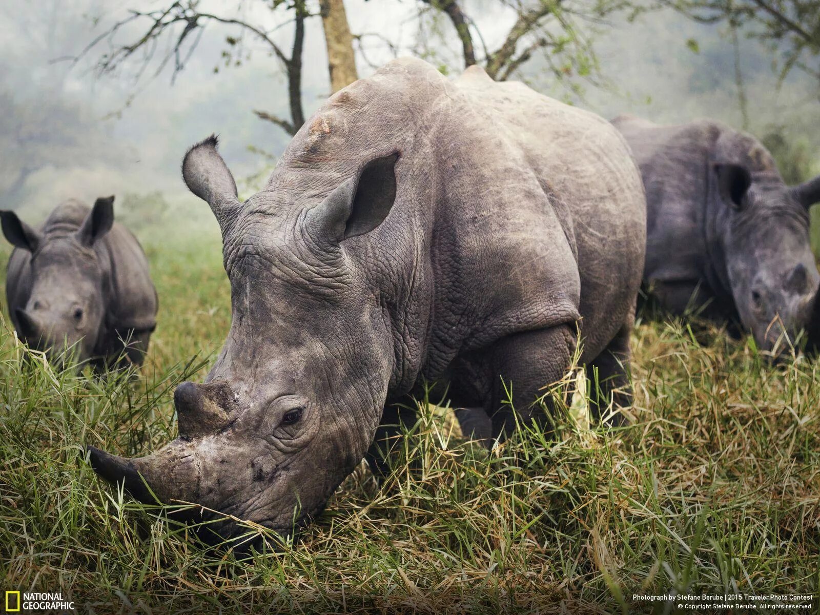 Картинки животных носорог National Geographic подвел итоги фотоконкурса Traveler Photo Contest-2015