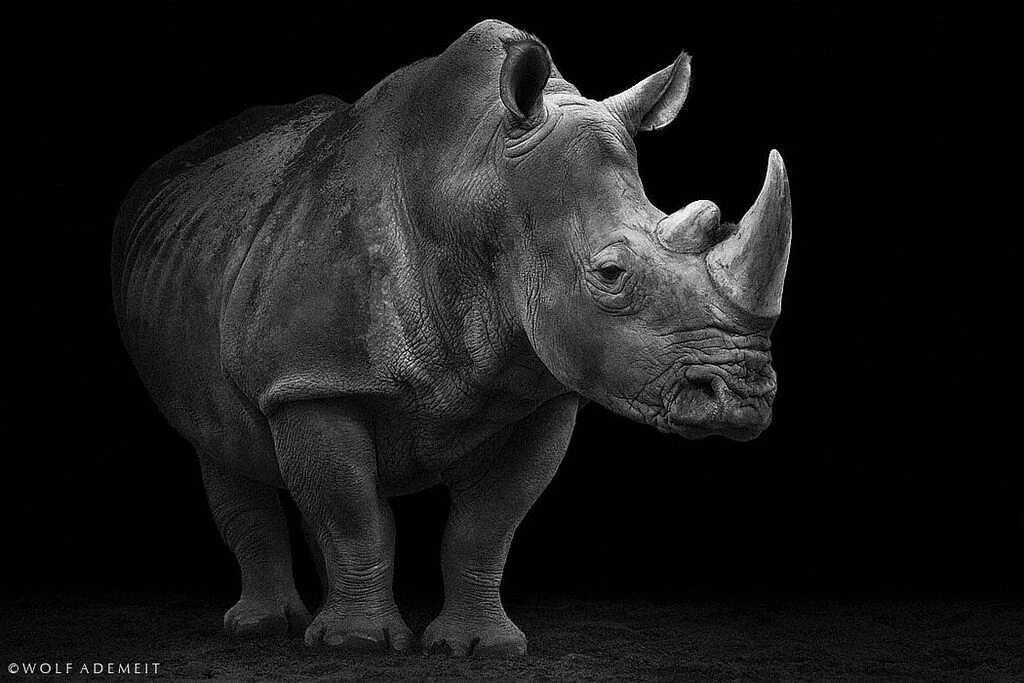 Картинки животных носорог rhino portrait Javan rhinoceros, Rhino, Animals