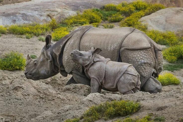 Картинки животных носорог Calf Shows Confidence When Meeting Older Brother, Other Female Rhinos A 9-week-o