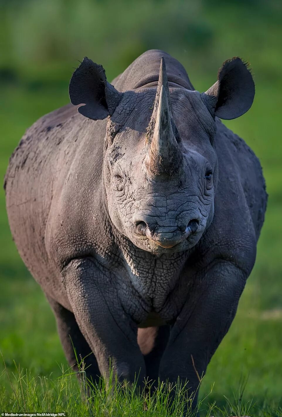 Картинки животных носорог Heartbreaking images show rhinos rescued after being mutilated by cruel poachers