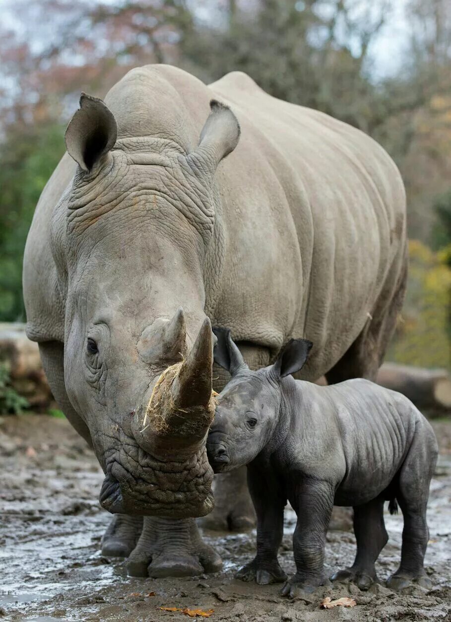 Картинки животных носорог Baby Rhino born in Dublin zoo, 2017 Animals beautiful, Baby animals, Cute animal