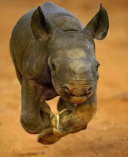 Картинки животных носорог World Rhino Day - Pixdaus Baby rhino, Animals, Dangerous animals