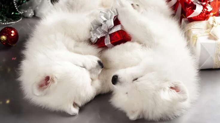 Картинки животных новый год Pin by Kayleen Underwood on Pups and Christmas Fluffy puppies, Samoyed, White fl