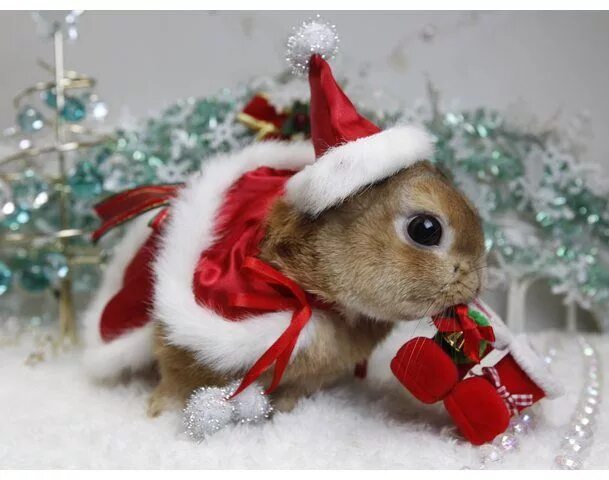 Картинки животных новый год Adorable Santa Bunny - Bring Some Festive Cheer