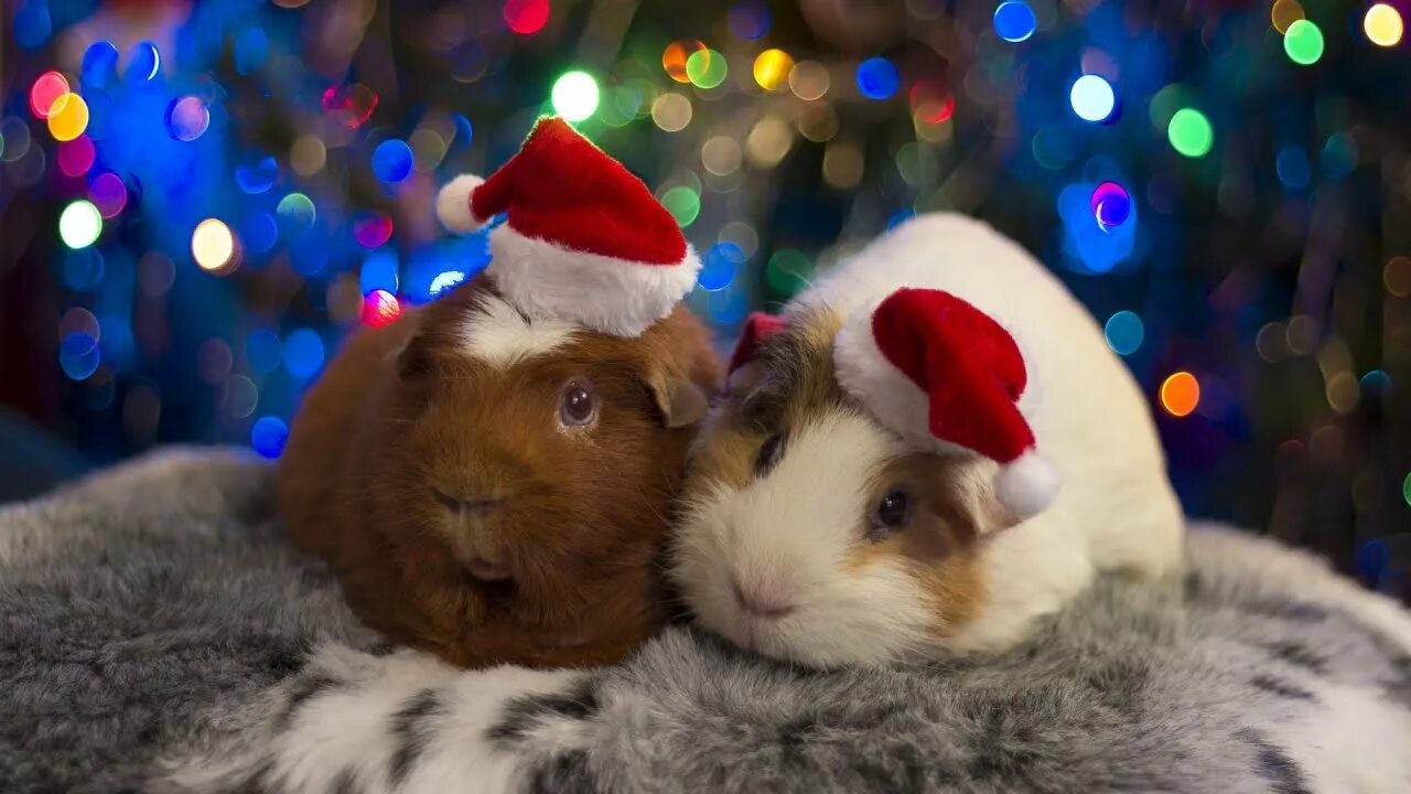 Картинки животных новый год Parry Gripp - I Wanna Guinea Pig For Christmas HD FC - YouTube