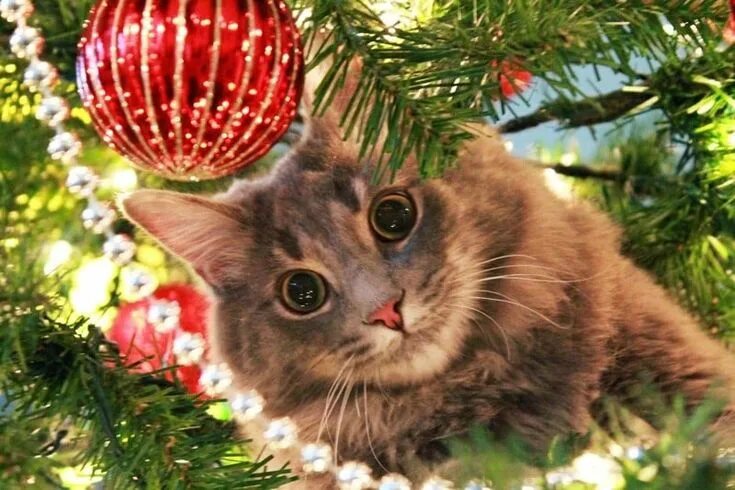 Картинки животных новый год Коты vs. Новогодние елки Christmas cats, Cat christmas tree, Cute cats