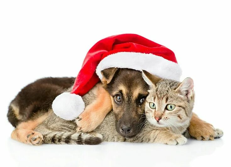 Картинки животных новый год Pin by dilan on Кошки Cute animals, Merry christmas dog, Cute animal videos