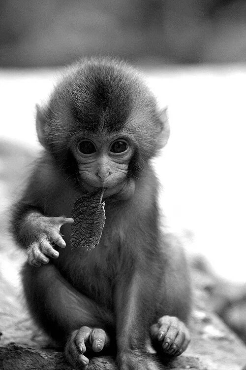 Картинки животных обезьяны monkey...an adorable black and white shot Pet monkey, Cute baby animals, Cute ba