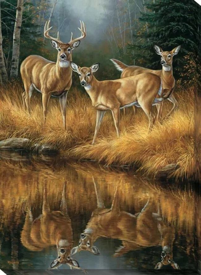 Картинки животных пейзажи Wall Decor Page 4 of 24 Hunting art, Deer painting, Wildlife art