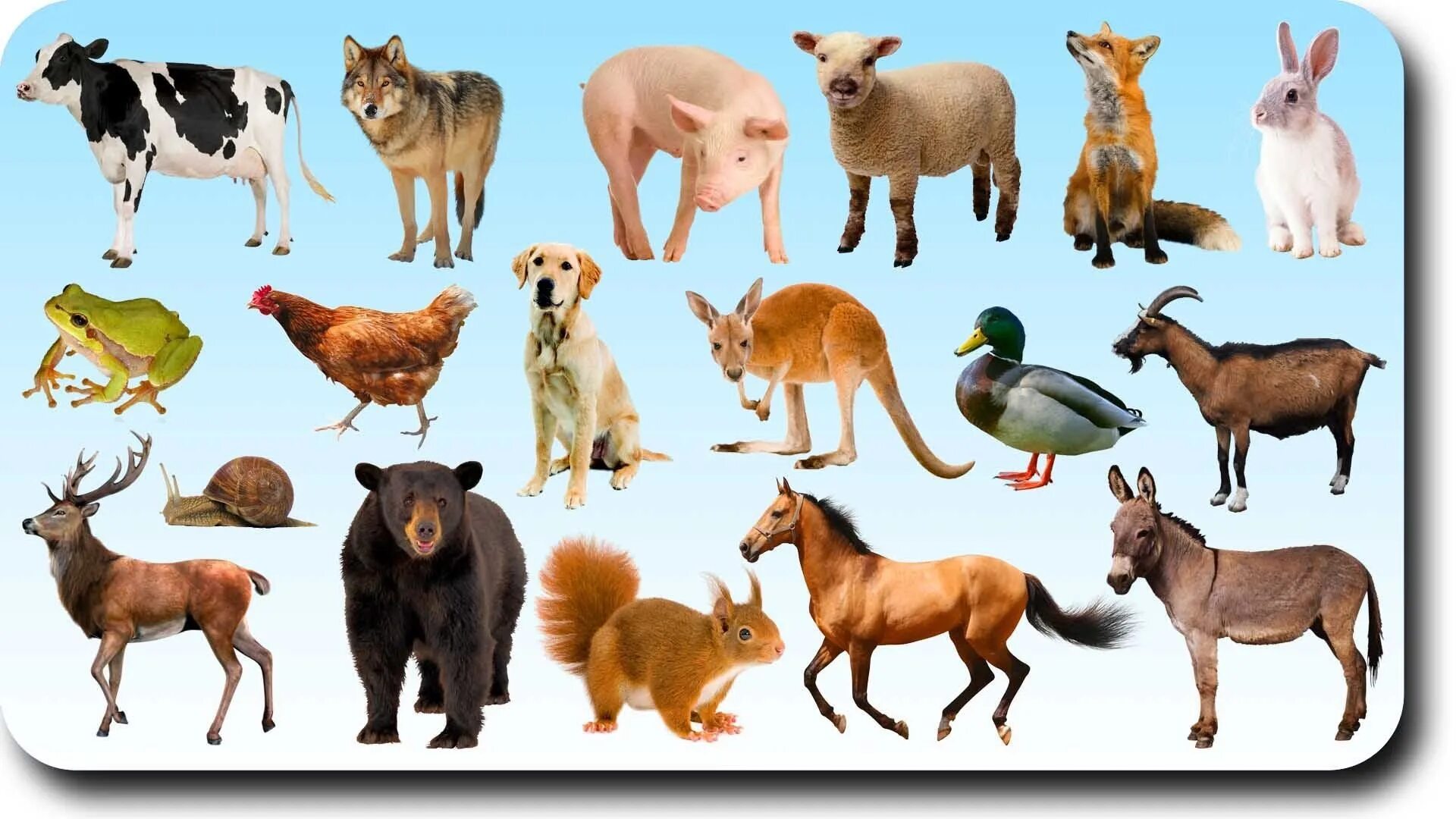 Картинки животных предметов Nombres de animales con hiato - Домашних животных для детей.