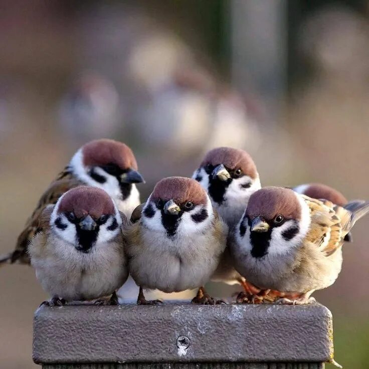 Картинки животных птички Le temps qui passe dans le jardin d&#39;Eugénie: Photo Pet birds, Pretty birds, 