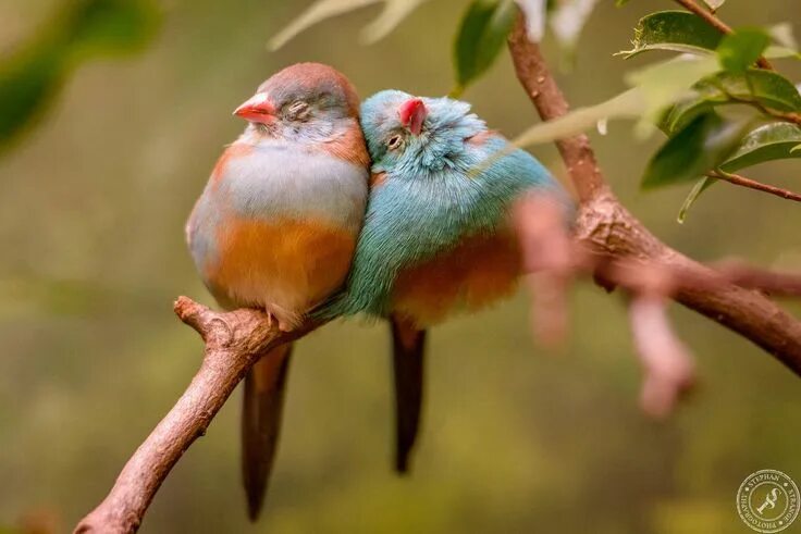 Картинки животных птички Birds in Love by BlackSunRising on DeviantArt Funny birds, Beautiful birds, Pret