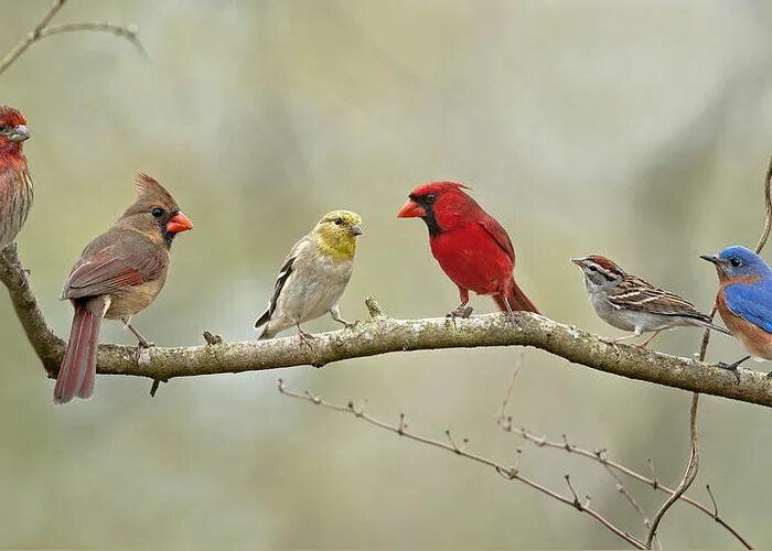 Картинки животных птички Bird Congregation Greeting Card for Sale by Bonnie Barry Backyard birds, Bird sp