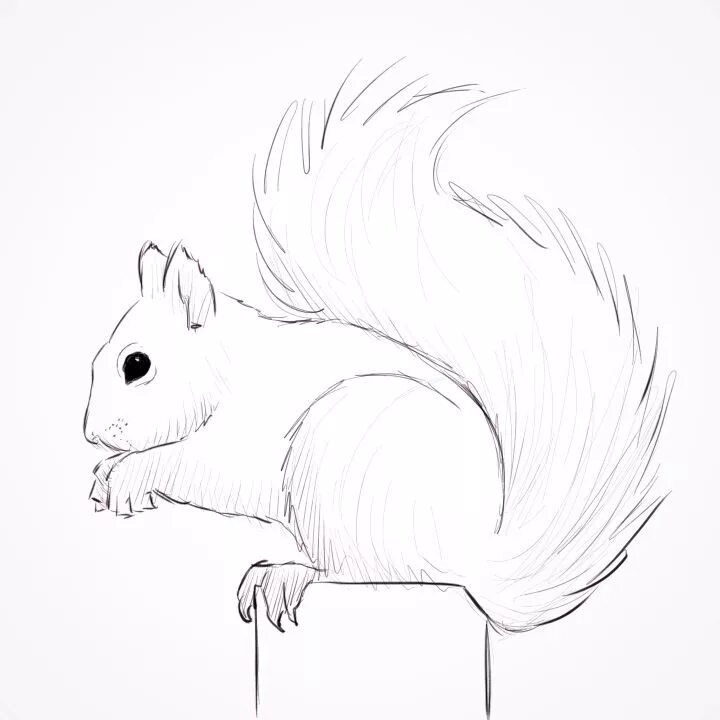 Картинки животных рисунок легкий squirrel line art - Google Search Squirrel art, Animal drawings, Art painting