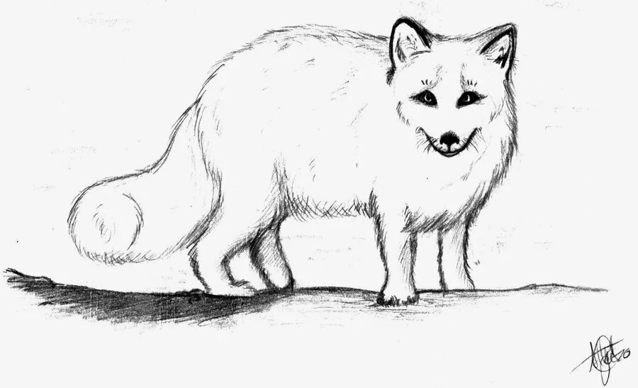 Картинки животных рисунок легкий Arctic Fox Sketch at PaintingValley.com Explore collection of Arctic Fox Sketch