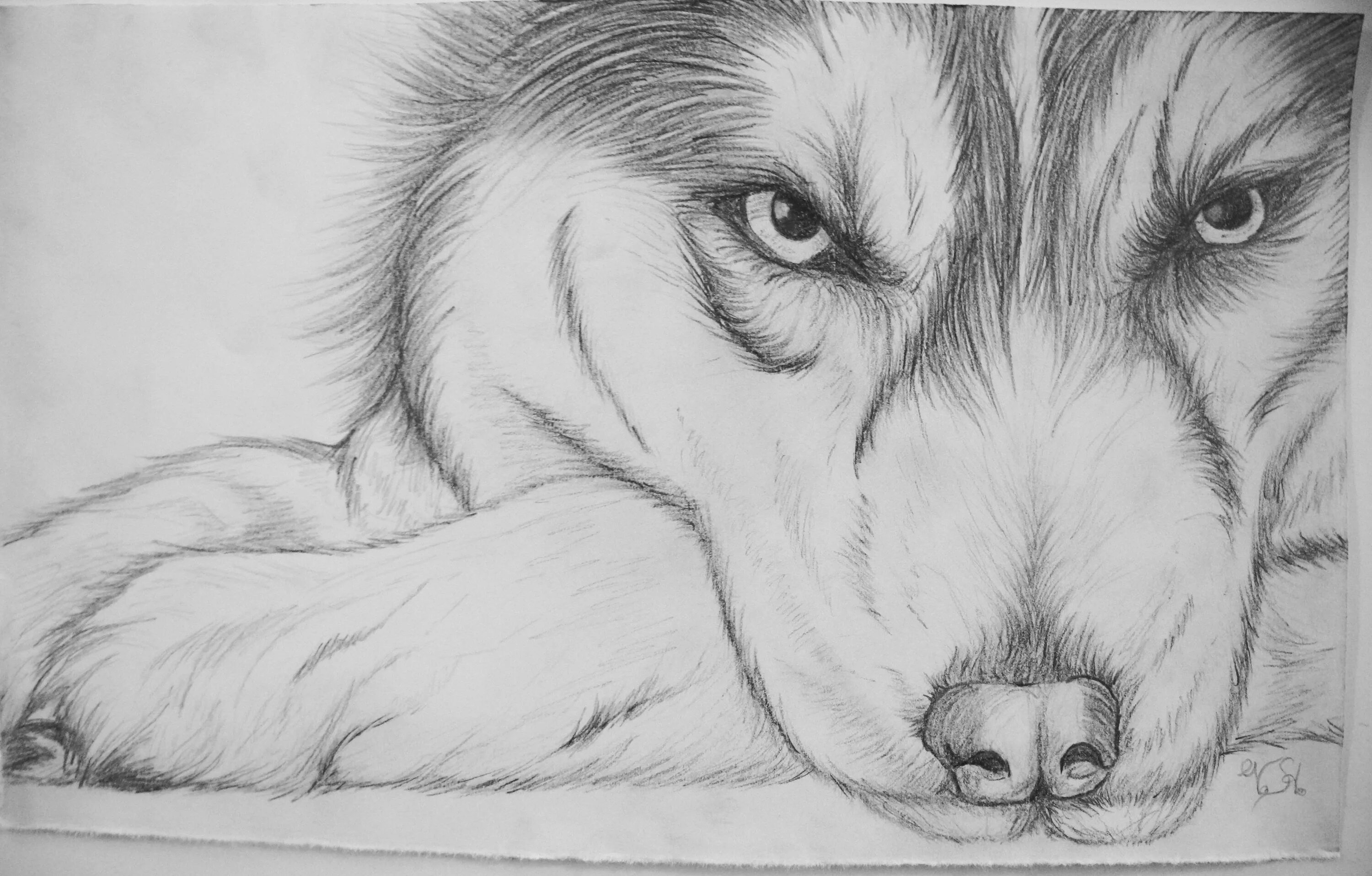 Картинки животных рисунок легкий Husky sketch Sketches, Animal drawings sketches, Husky drawing