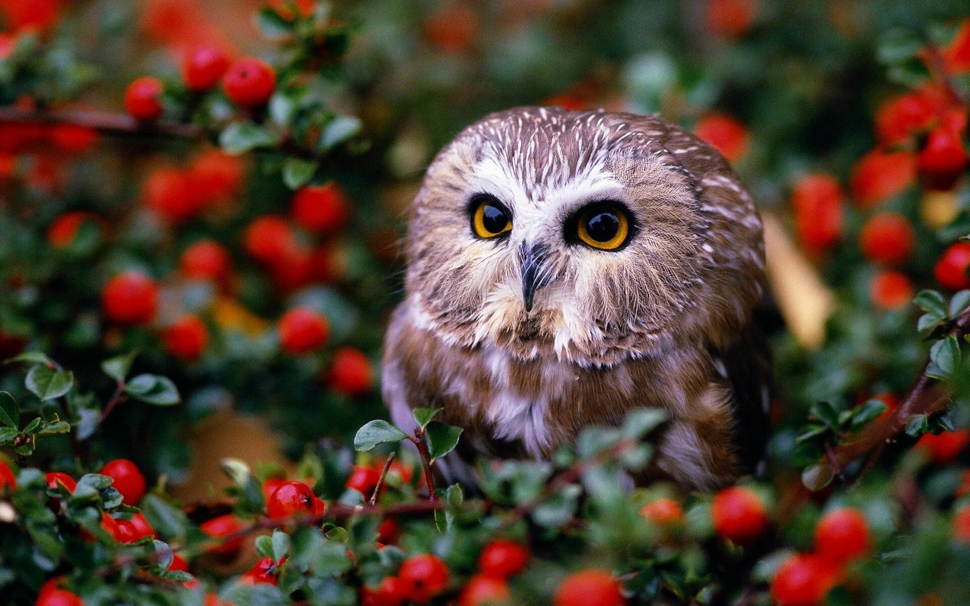 Картинки животных совы owl in garden Животные Сова Птицы Совы Фрукты Лес Обои Owl wallpaper, Owl, Pet b